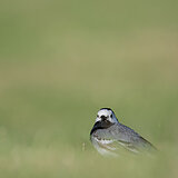 Garden birds